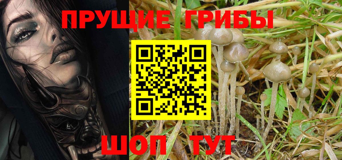 Галлюциногенные грибы Psilocybine cubensis Казань